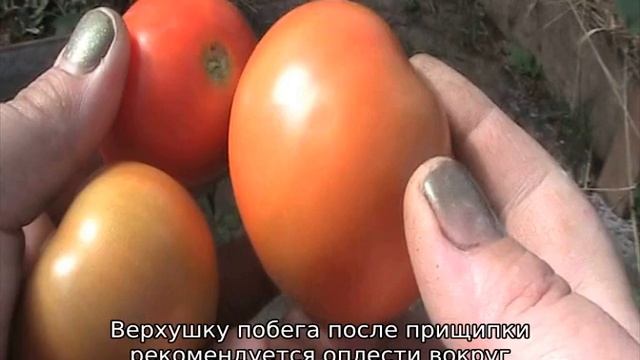 Детерминантный сорт томатов — что это такое смотреть онлайн