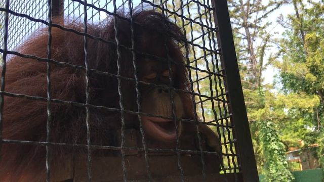 Орангутан Дана сладко задремала! Тайган Orangutan Dana Sweetly Dozed Off! Taigan