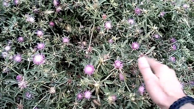 Сны о том что может уколоть.mp4 смотреть онлайн