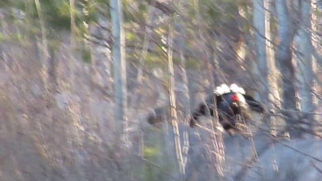 Токует тетерев в Нижней Туре смотреть онлайн