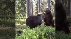 Чем опасен медведь