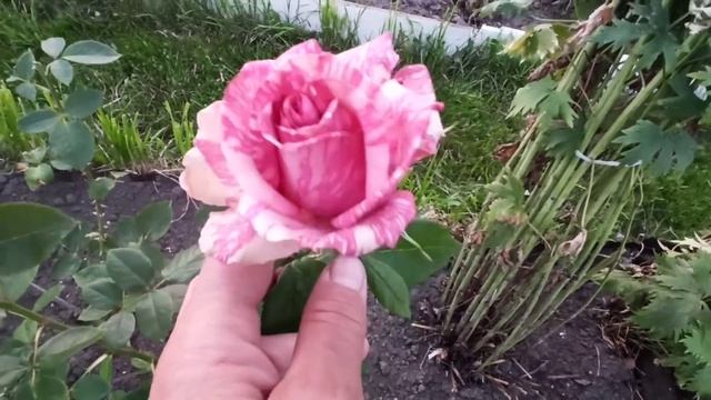 Новый сорт роз "Ноу Нейм"!? Прогулка в саду друзей! смотреть онлайн