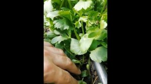 Выгонка ранункулюсов ЧАСТЬ 2