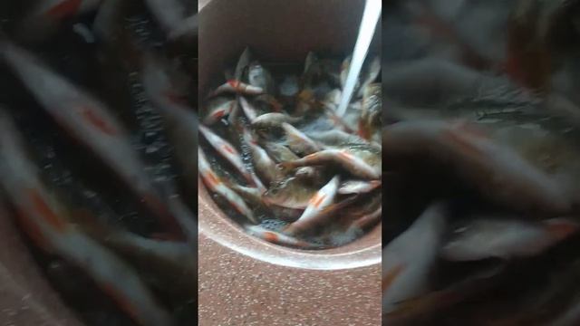 Как солить окуня! смотреть онлайн