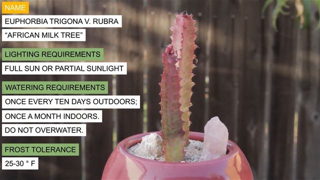 Euphorbia Trigona V  Rubra “African Milk Tree”