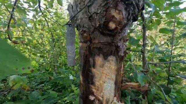Ответ на то, почему засыхают деревья. смотреть онлайн
