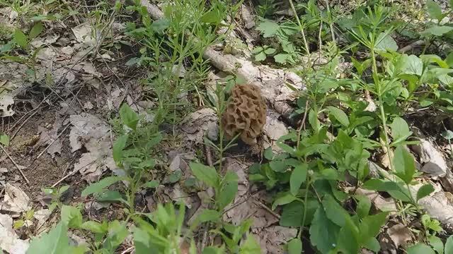 СМОРЧОК СЪЕДОБНЫЙ, или НАСТОЯЩИЙ!!! Грибная азбука. смотреть онлайн