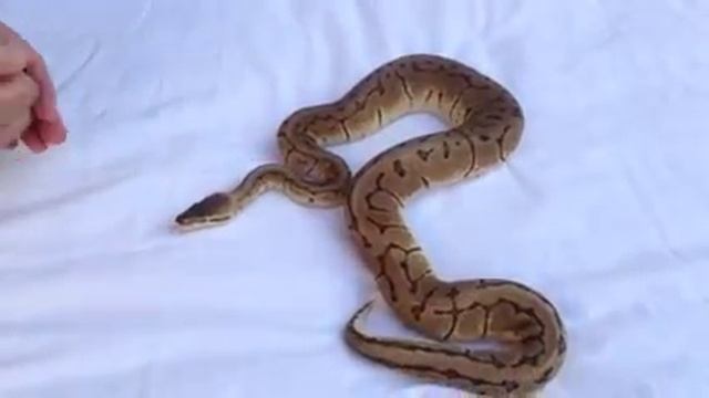 Desert ghost morph ball python video смотреть онлайн