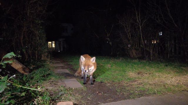 Urban Vixen Mrs Fox смотреть онлайн