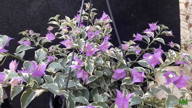 Você Conhece a Primavera Variegata Pendente? Veja Que Linda. смотреть онлайн