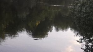 РЫБАЛКА В СМОЛЕНСКЕ НА  ДНЕПРЕ ПЛОТВА ГУСТЕРА! Огромная Рыбка