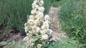 Рябинник рябинолистный. Горобинник горобинолистний, декоративний кущ та медонос.