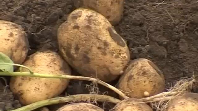 Чудо-лопата для картофеля которая спасет вашу спину! смотреть онлайн