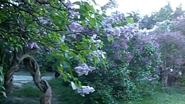 Киев. Ботанический сад. смотреть онлайн