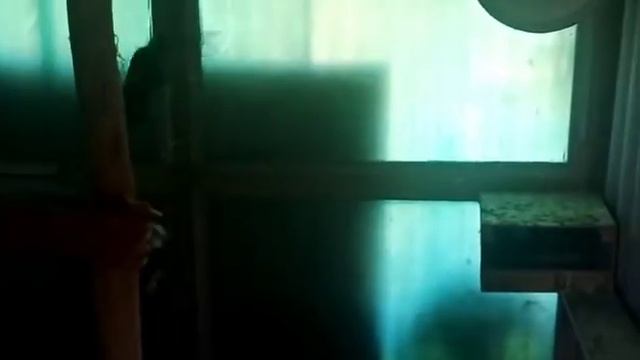 Сельские голуби.21 05 2021г.В гостях у Виктора Васильевича , село Высоцкое Петровского района. смотреть онлайн