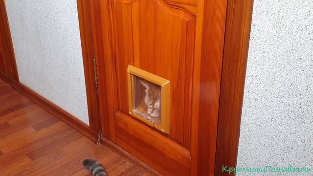 Котоход или дверца для кота. Как приучить. Установка смотреть онлайн