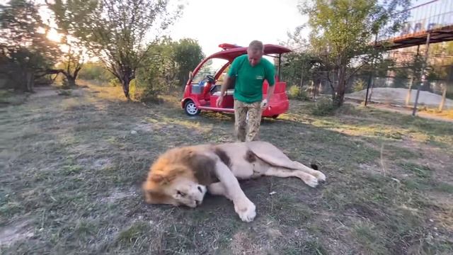 СМЕЯЛИСЬ ВСЕ ! Как я лечил льва Гека ! смотреть онлайн