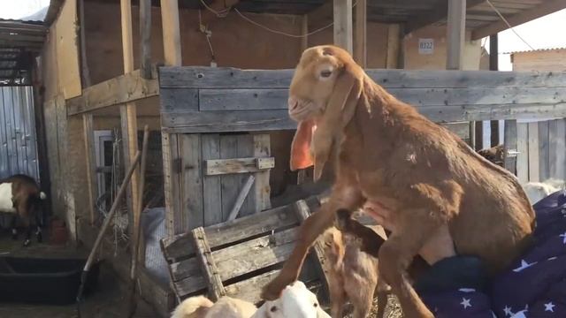 Козочка камори в продаже смотреть онлайн