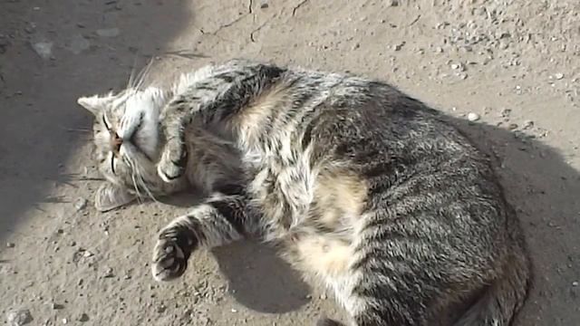 Test Cat Panasonic HC V10 смотреть онлайн