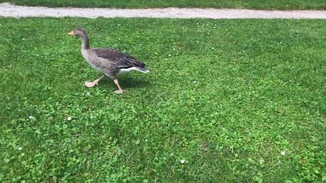 Geese in Bad Nauheim, Germany смотреть онлайн