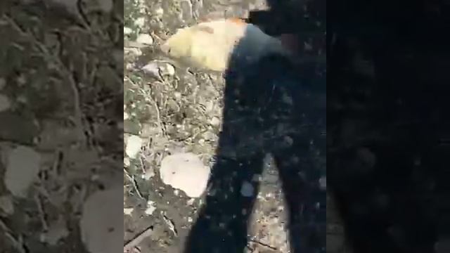 Рыбалка в Алматинской области, Талдыкурган смотреть онлайн