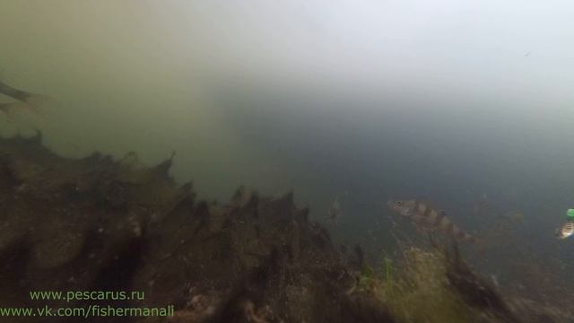 Подлёдная жизнь в озере. смотреть онлайн