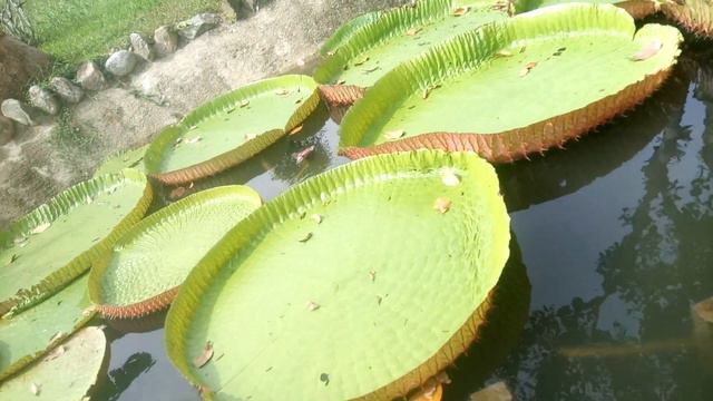 Удивительное водное растение в парке Yang Bay. Nha Trang. смотреть онлайн