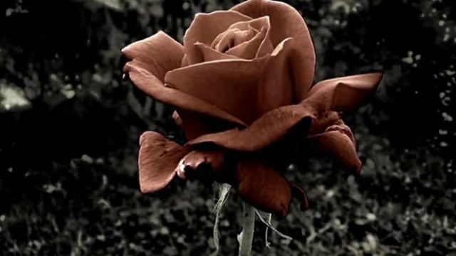 Роза коричневая[Rose brown] смотреть онлайн