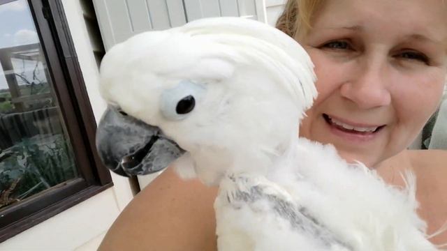 Ava Umbrella Cockatoo Hormonal Plucking | Turned On Female Panting Discussion | Nemo Outdoor Aviary смотреть онлайн