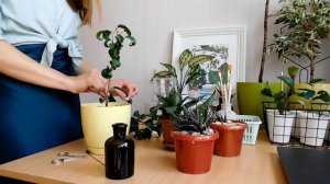 Стрижка фикуса Букле | черенкование | укоренение | Всё о комнатных растениях | делюсь своим опытом