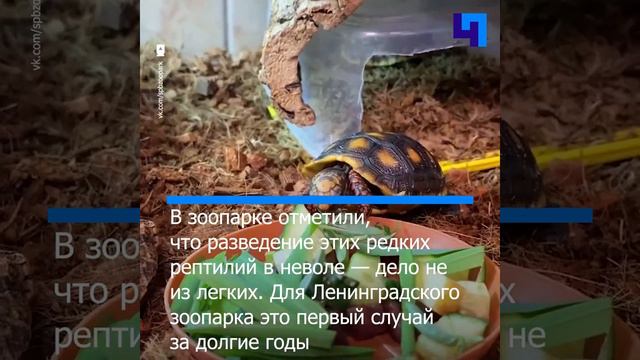 В Ленинградском зоопарке вылупились детеныши угольных черепах Микеланджело и Памелы смотреть онлайн