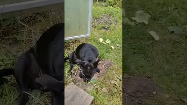 Staffbull ест вкусный огурец! смотреть онлайн