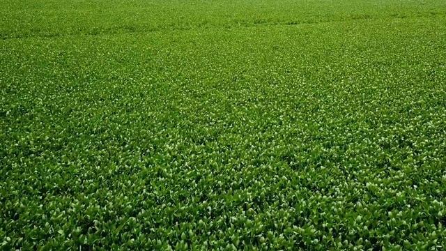 СОЯ продолжение: важные вопросы о выращивании