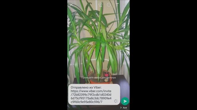 Как отправить (переслать) фото с Вайбера в Ватсап! смотреть онлайн