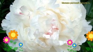 Пион молочноцветковый Ширли Темпл. Краткий обзор, описание paeonia lactiflora Shirley Temple