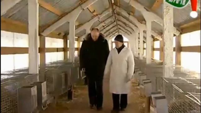 Перспективные породы отечественных кроликов смотреть онлайн