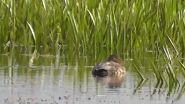 ДВА КРАСНОГОЛОВЫХ НЫРКА(селезня) И СВИЯЗЬ(утка) смотреть онлайн