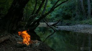 Как часто поливать рассаду помидор после пикировки?