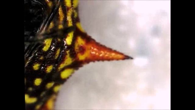 Spider Silk Extraction! Spiny Orb Weaver смотреть онлайн