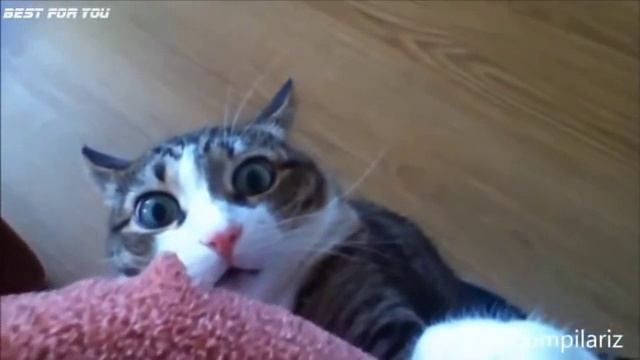 Копия видео Video 2015 01 06 201431 смотреть онлайн
