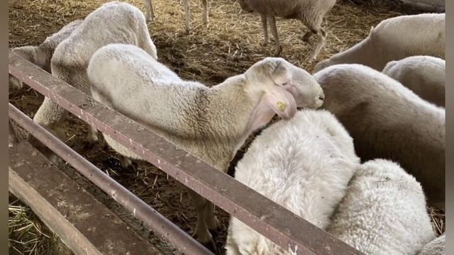 АССАФ ПОРОДА ОВЕЦ. ВСЕ О ПОРОДЕ. смотреть онлайн