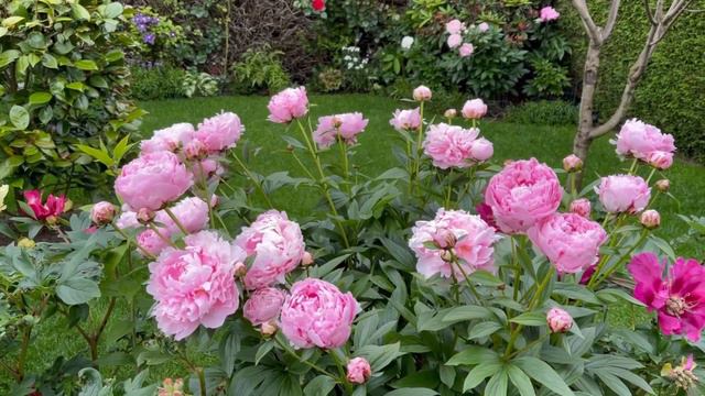 Sarah Bernhardt herbaceous peony - Spring 2022 смотреть онлайн