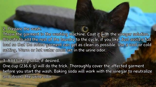 How to Get Cat Urine Smell Out of Clothes - Cleaning Up After Cats смотреть онлайн