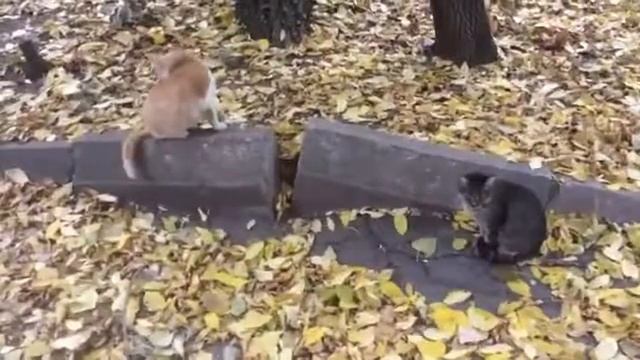 Луганск пришла осень , коты гуляют по нашему двору смотреть онлайн