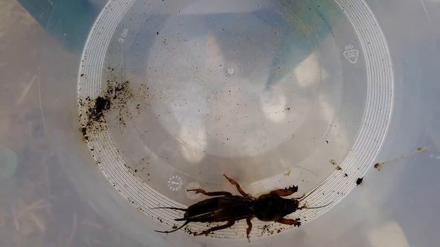 ГЕНЕРАЛЬНАЯ УБОРКА И ОБРАБОТКА САДА ВЕСНОЙ | Борьба с насекомыми- вредителями смотреть онлайн