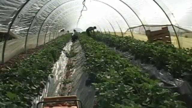 La Gariguette est arrivée! (Nîmes) смотреть онлайн