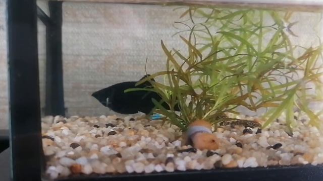 как рожает моллинезия смотреть онлайн