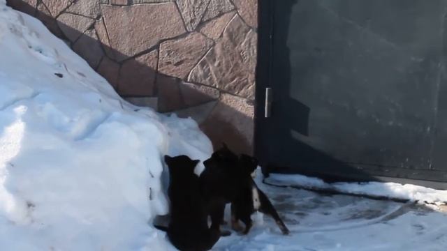 ВСЛ.  Восточно сибирская лайка.