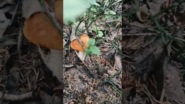 ПОДОСИНОВИКИ НА ЗИМУ #грибы смотреть онлайн