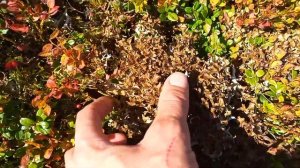 Где растёт цетрария исландский мох (Cetraria Islandica) Как найти самую чистую. Чёрная добыча мха